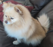 More small dog