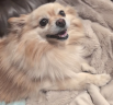 Another small dog
